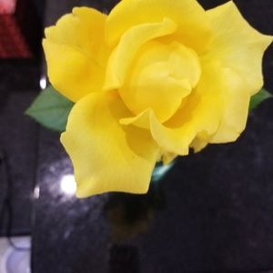 Meet your Posher, Buddy